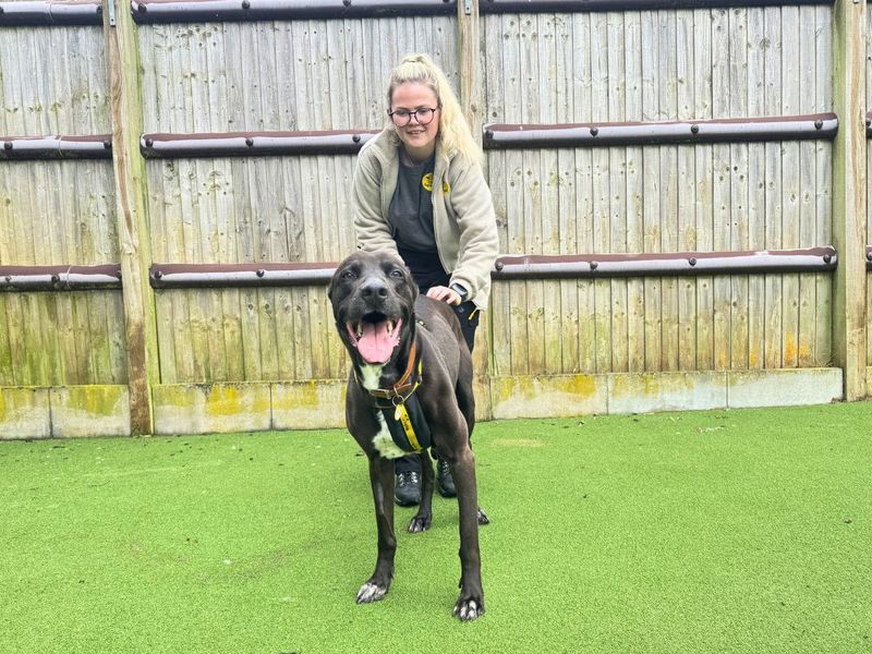 Staffordshire Bull Terrier Dogs And Puppies For Adoption