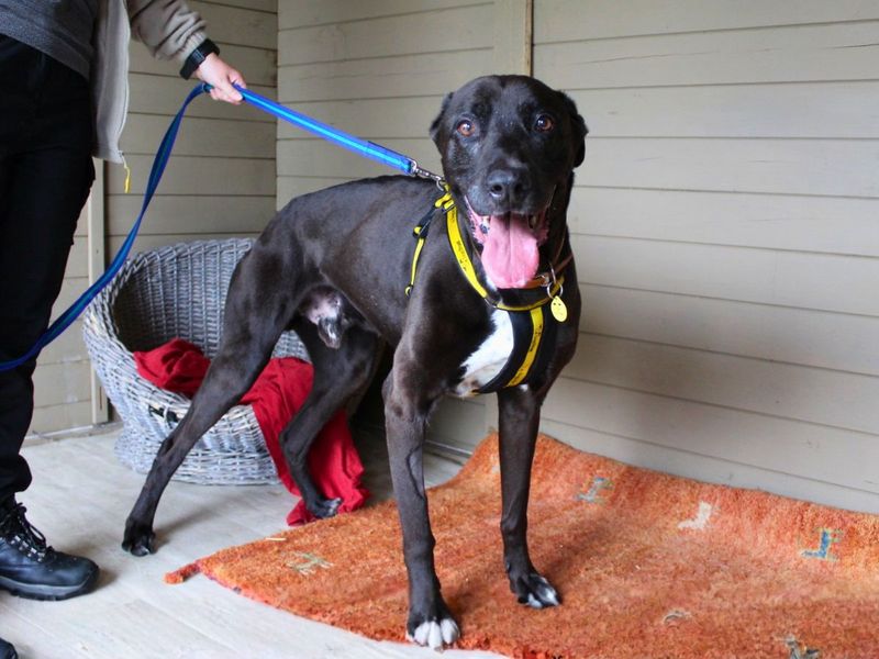 undefined | Lurcher Cross | undefined - 10