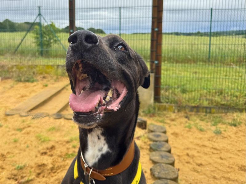 undefined | Lurcher Cross | undefined - 2