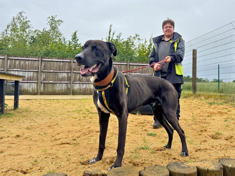 undefined | Lurcher Cross | undefined - 5