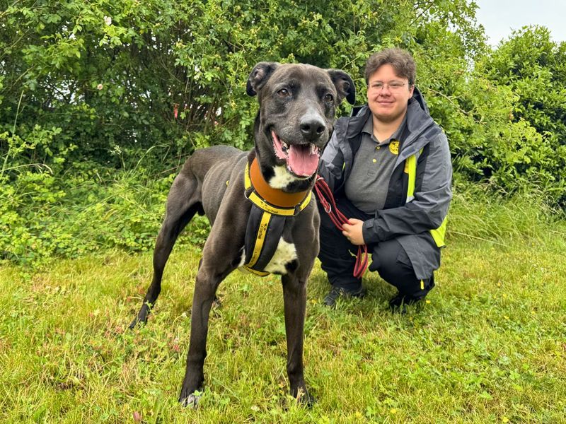 undefined | Lurcher Cross | undefined - 6