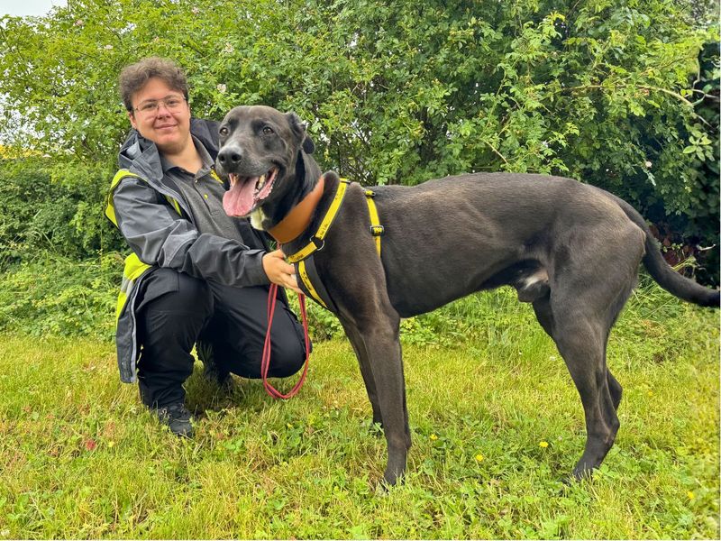 undefined | Lurcher Cross | undefined - 3