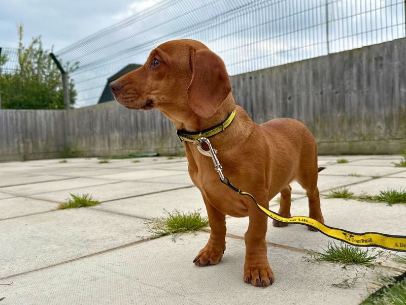 Dachshund Dogs And Puppies For Adoption