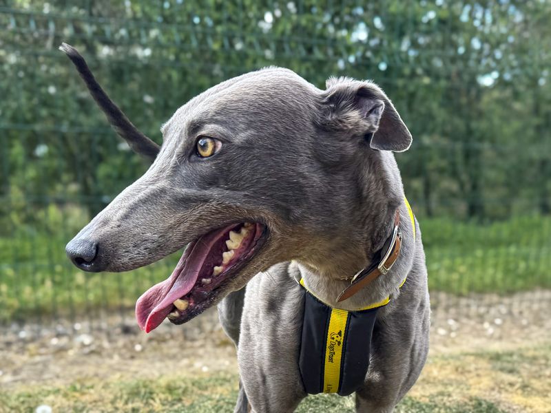 Libby | Greyhound | Basildon (Essex) - 1