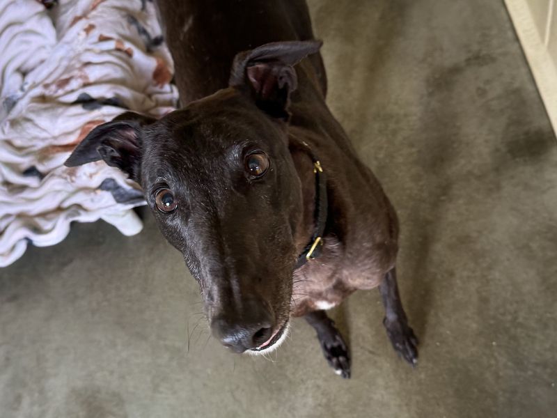 Big Mac | Greyhound | Basildon (Essex) - 1