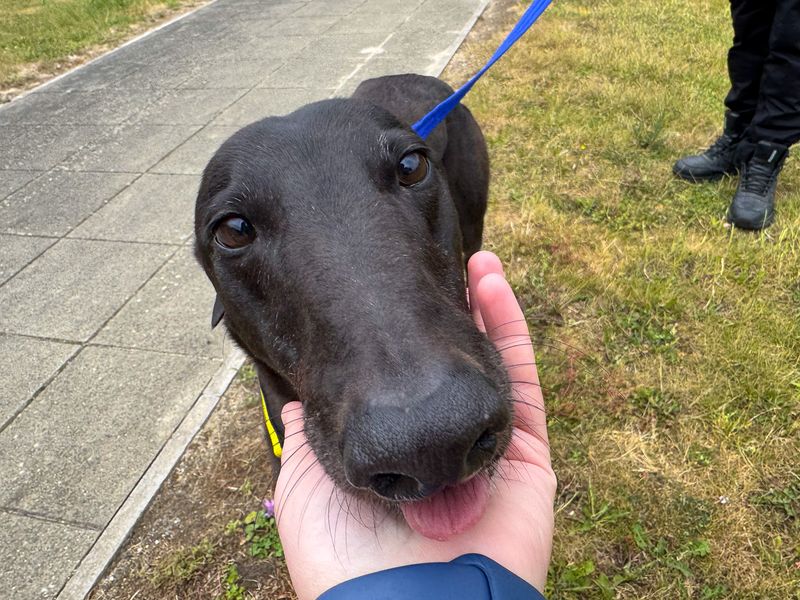 undefined | Greyhound | undefined - 5
