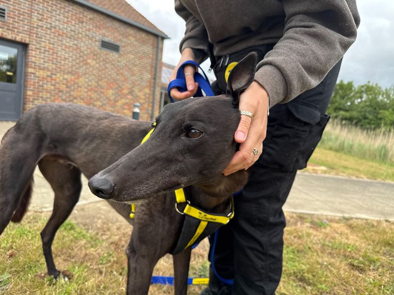 undefined | Greyhound | undefined - 1