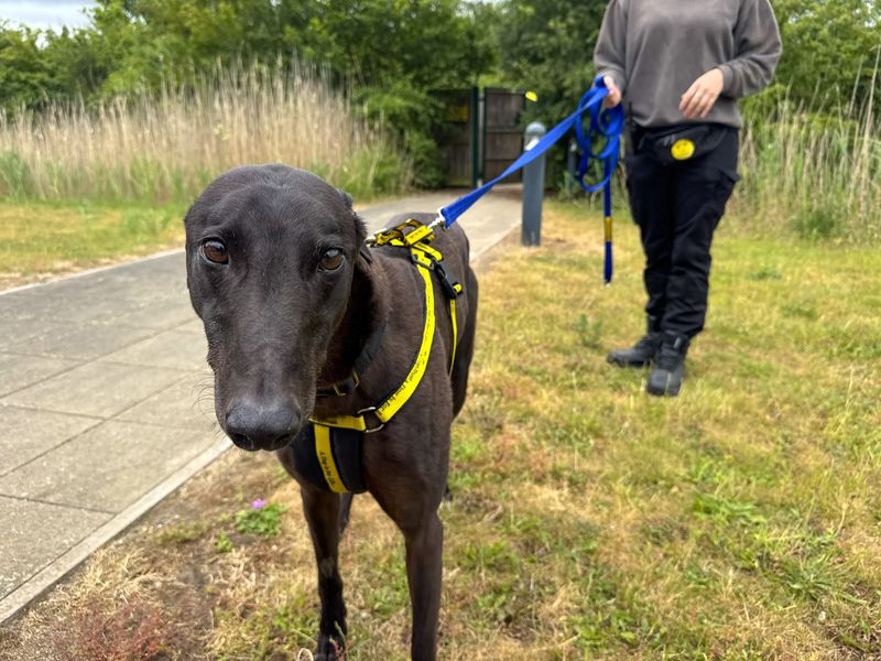 undefined | Greyhound | undefined - 7