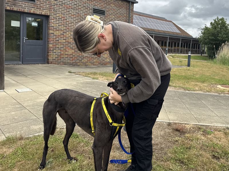 undefined | Greyhound | undefined - 4