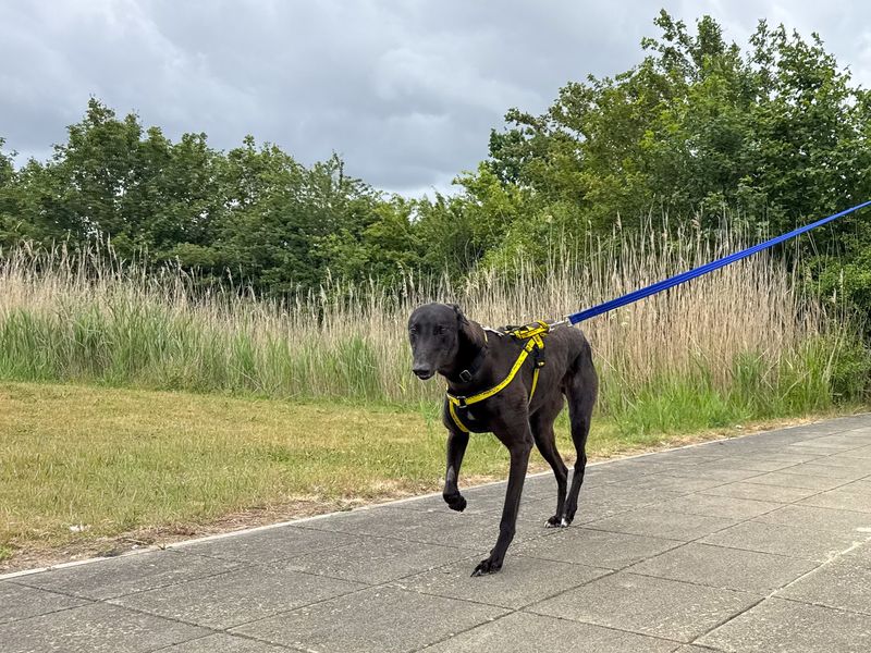 undefined | Greyhound | undefined - 6