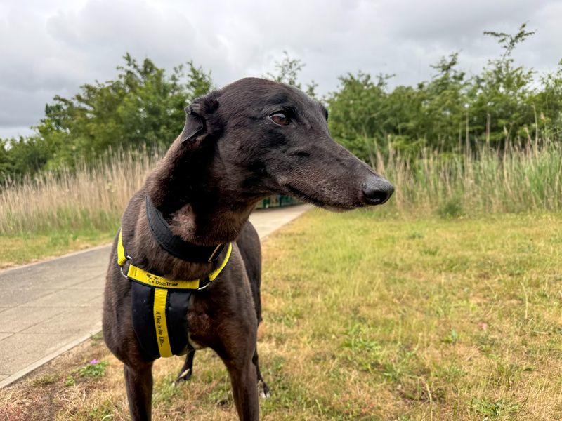 undefined | Greyhound | undefined - 3