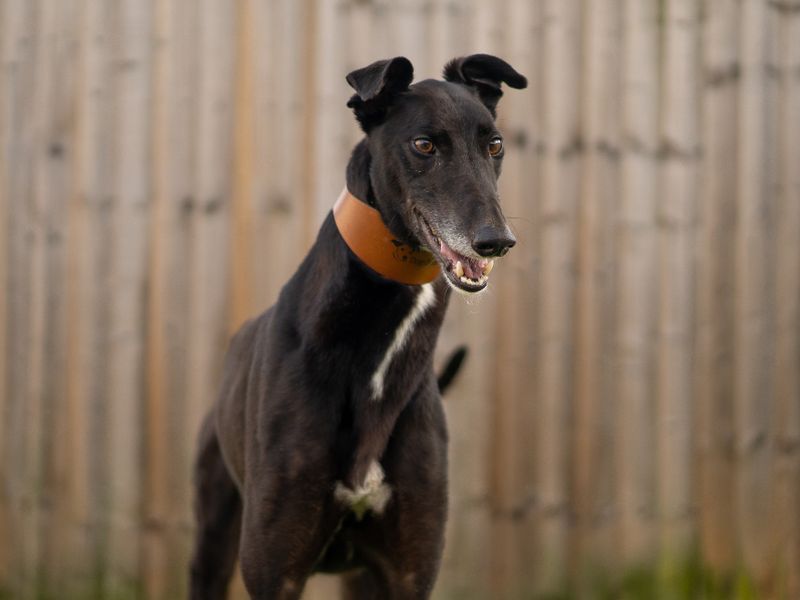 undefined | Greyhound | undefined - 2