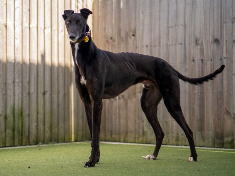 undefined | Greyhound | undefined - 3