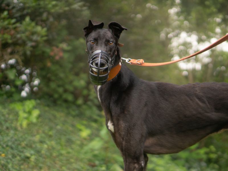 Quentin | Greyhound | Kenilworth (West Midlands) - 2