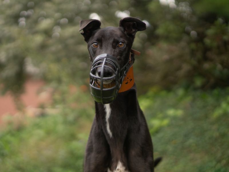 Quentin | Greyhound | Kenilworth (West Midlands) - 1