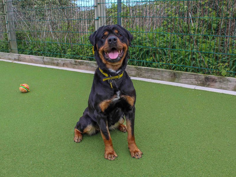 Damson | Rottweiler | Darlington - 3