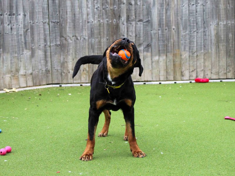 Damson | Rottweiler | Darlington - 4