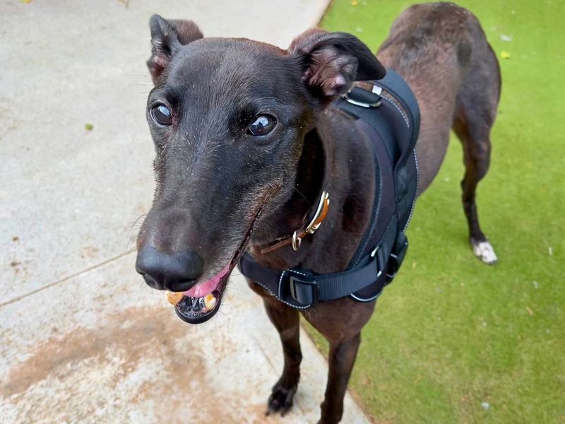 Annie | Greyhound | Manchester - 2