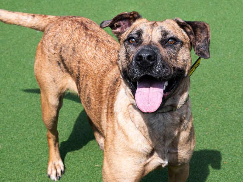 Luna | Crossbreed | Cardiff - 1