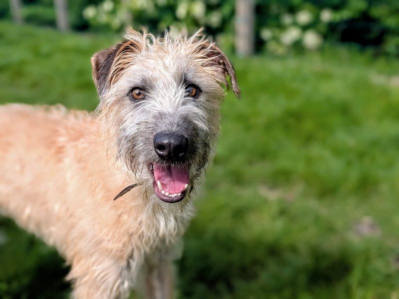 undefined | Lurcher | undefined - 2
