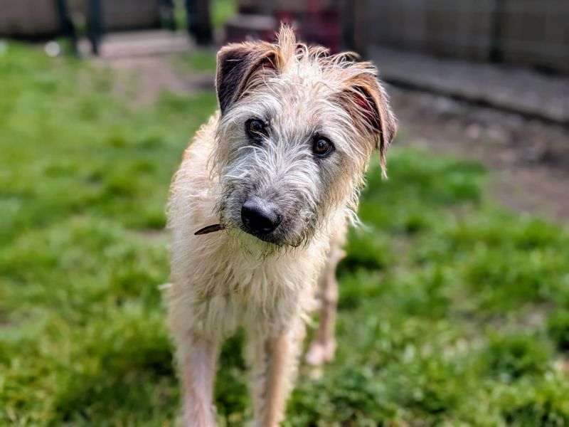 undefined | Lurcher | undefined - 4