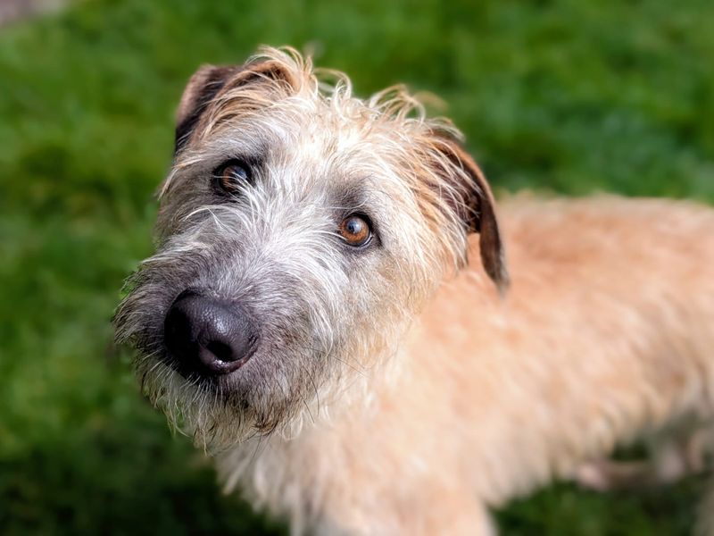 undefined | Lurcher | undefined - 5