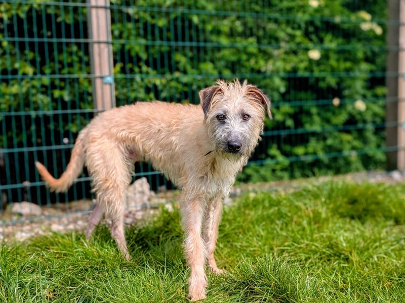 undefined | Lurcher | undefined - 3