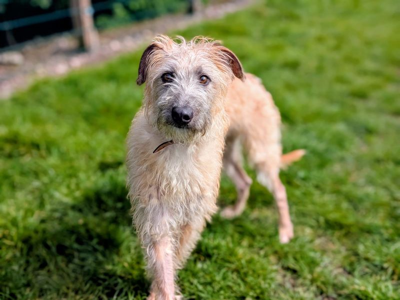 undefined | Lurcher | undefined - 6