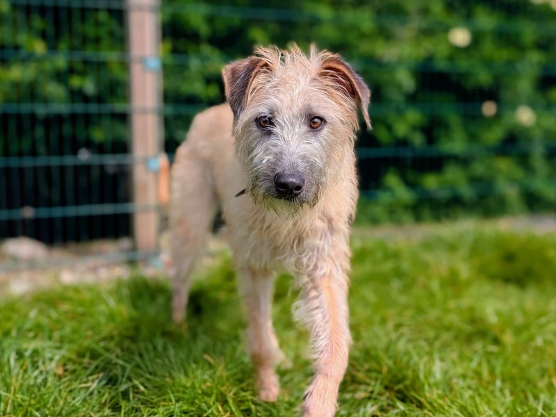 undefined | Lurcher | undefined - 1
