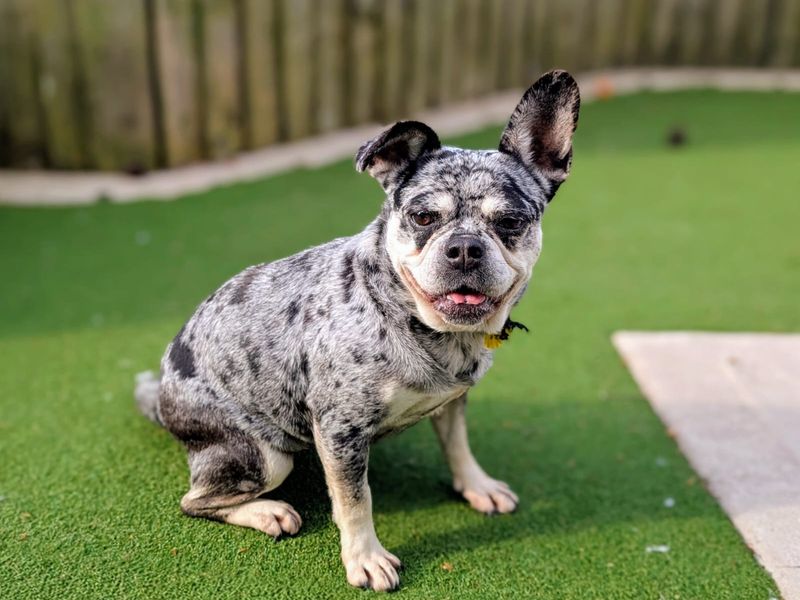 French Bulldog Dogs And Puppies For Adoption