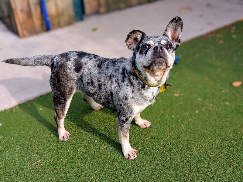 undefined | French Bulldog Cross | undefined - 3
