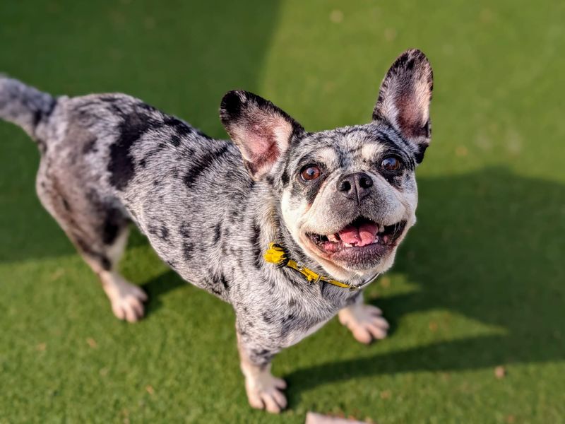 undefined | French Bulldog Cross | undefined - 2