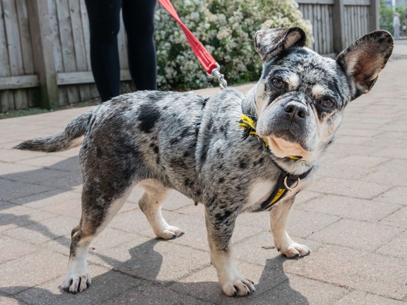 undefined | French Bulldog Cross | undefined - 4