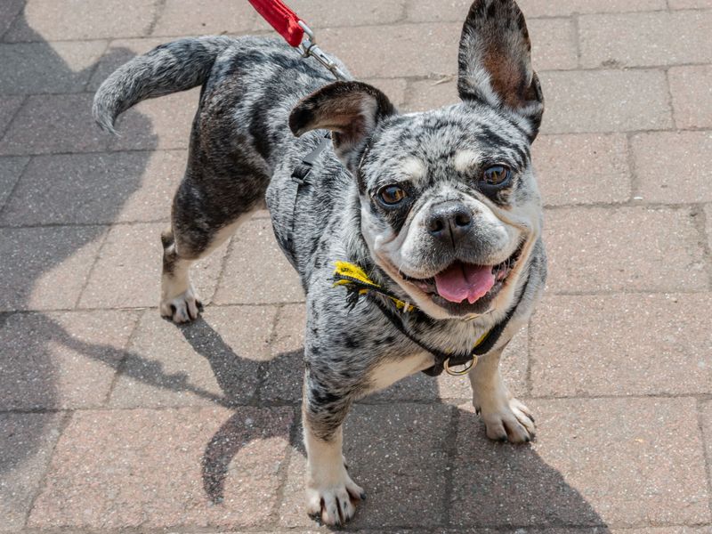 undefined | French Bulldog Cross | undefined - 5