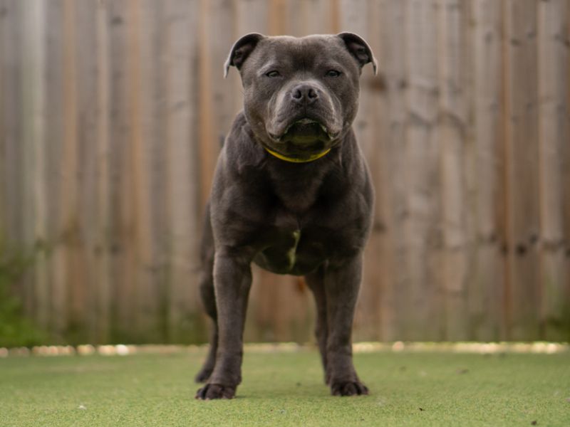 Ugo | Terrier (Staffordshire Bull) | Kenilworth (West Midlands) - 1