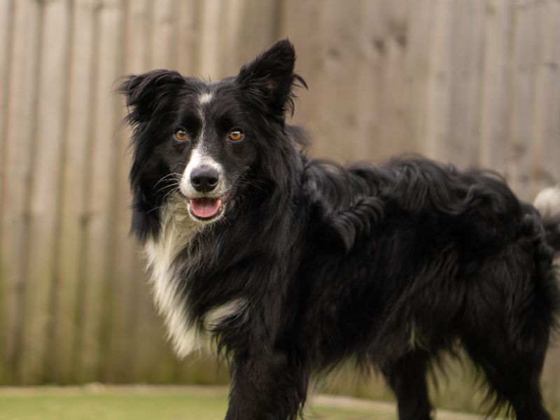 undefined | Collie (Border) | undefined - 2