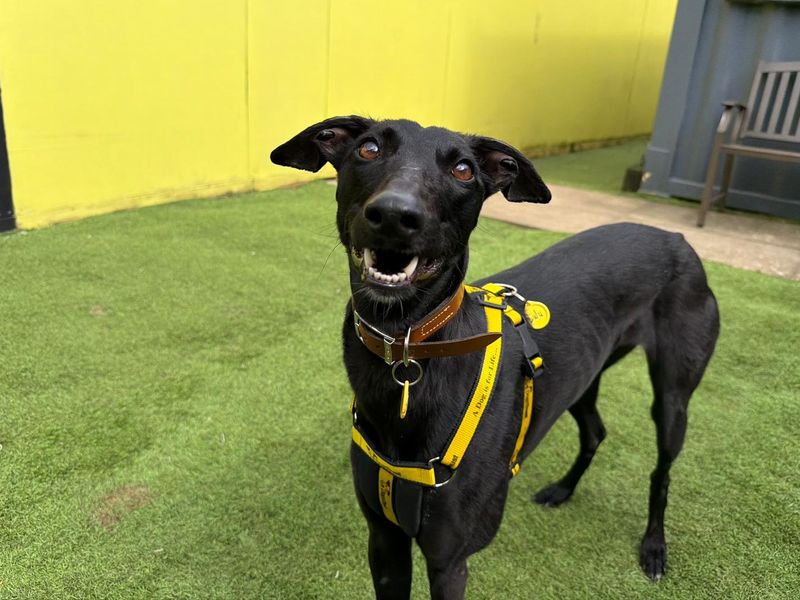 Lulu Longlegs | Lurcher | West Calder (Edinburgh) - 1