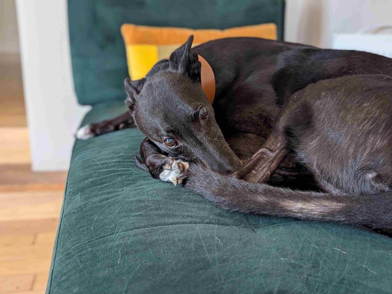 Benedict | Greyhound | Glasgow - 3
