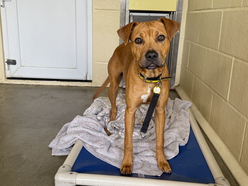 Olivia | Terrier (Staffordshire Bull) | Basildon (Essex) - 1