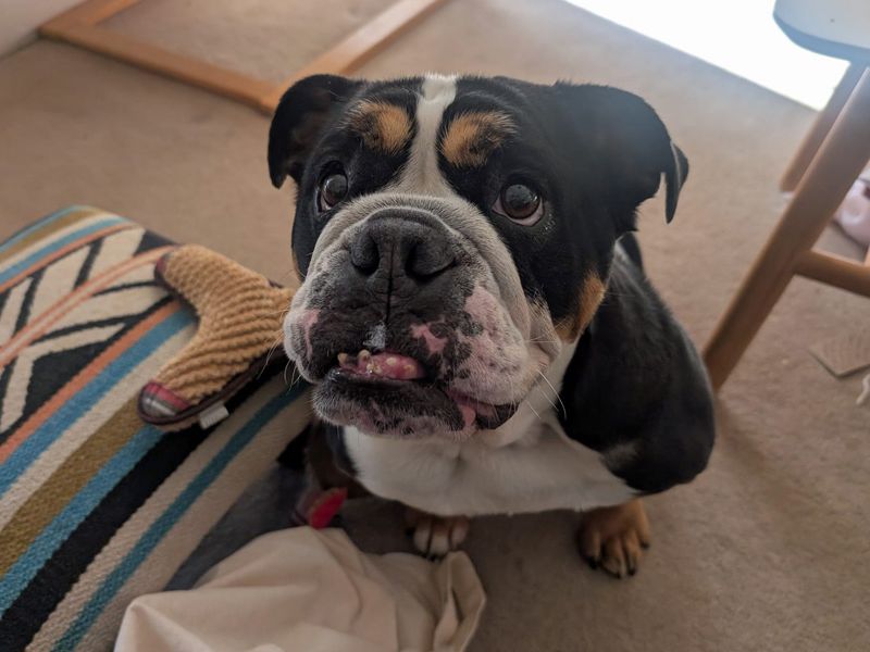 English Bulldog Dogs And Puppies For Adoption