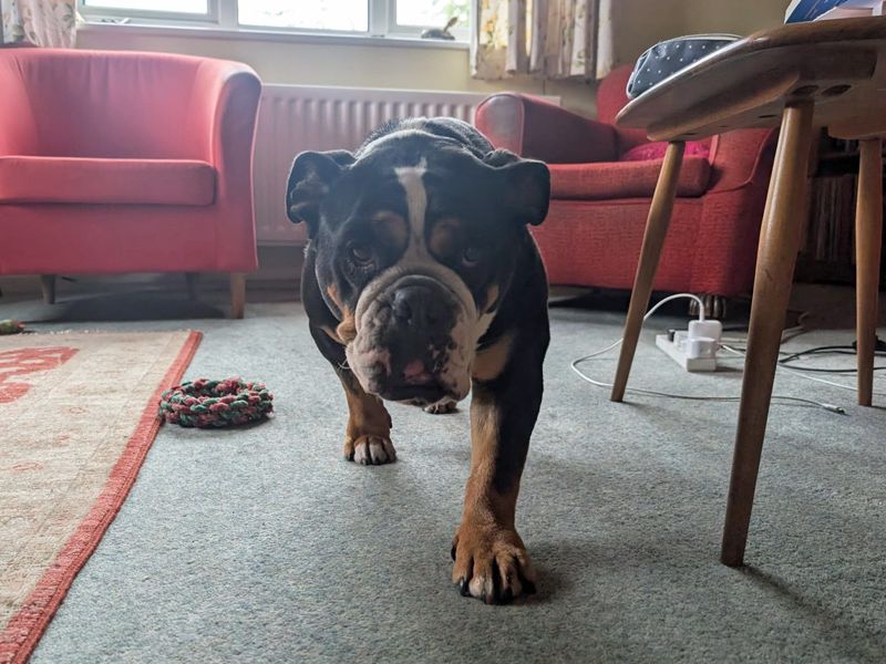 Hetty - Image 6 of 6