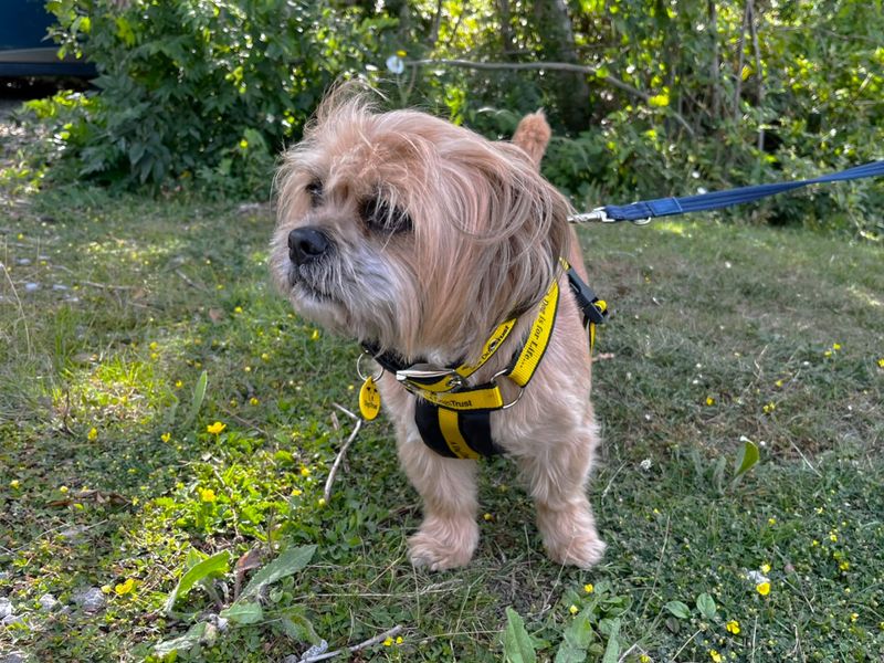 Buddy - Image 2 of 2
