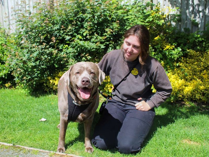 Kerry | Retriever (Labrador) | Manchester - 1