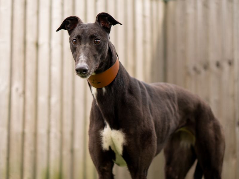 Unice | Greyhound | Kenilworth (West Midlands) - 1