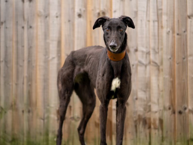 undefined | Greyhound | undefined - 3