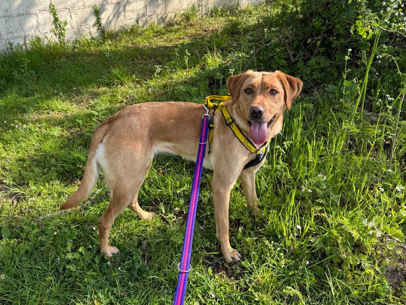 undefined | Retriever (Labrador) | undefined - 4