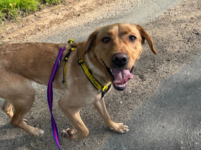 undefined | Retriever (Labrador) | undefined - 5