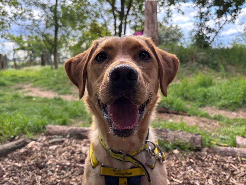 undefined | Retriever (Labrador) | undefined - 1
