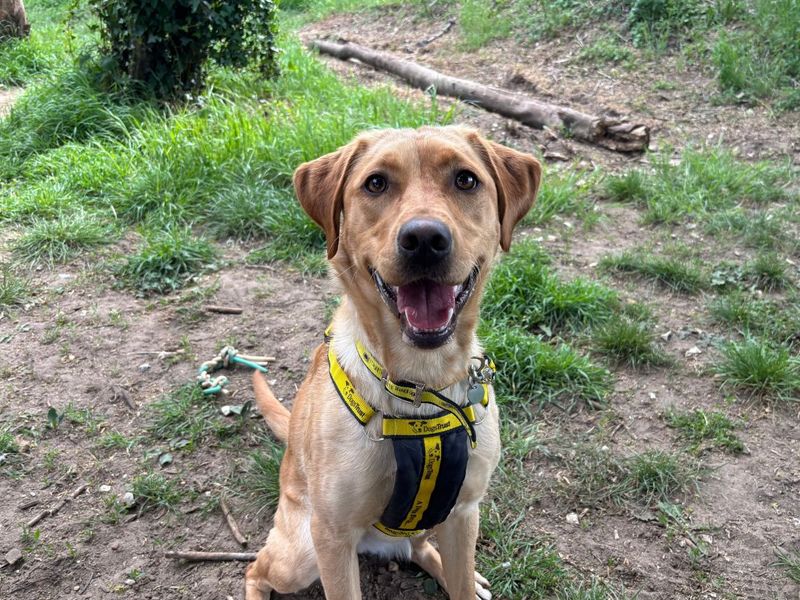 undefined | Retriever (Labrador) | undefined - 3