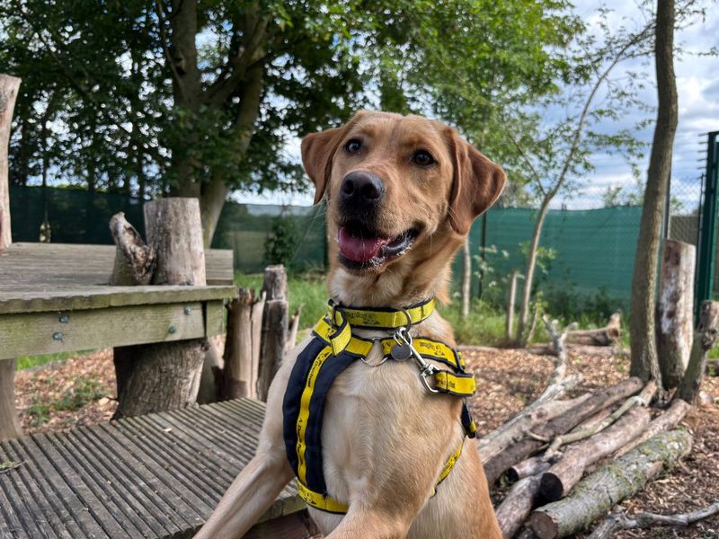 undefined | Retriever (Labrador) | undefined - 2